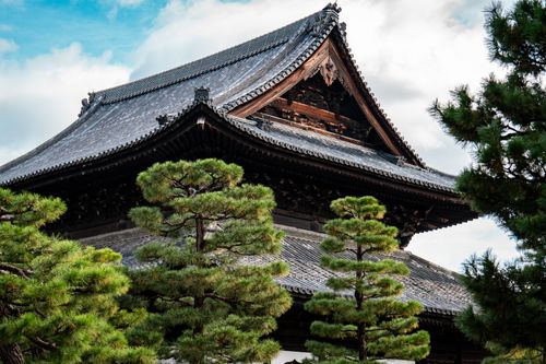 Free Authentic Japanese temple roof surrounded by lush pine trees under a clear sky. Stock Photo