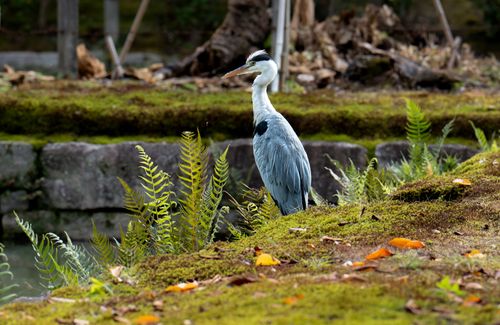 Free A serene image of a blue heron standing amidst vibrant green ferns and moss in a Japanese garden. Stock Photo