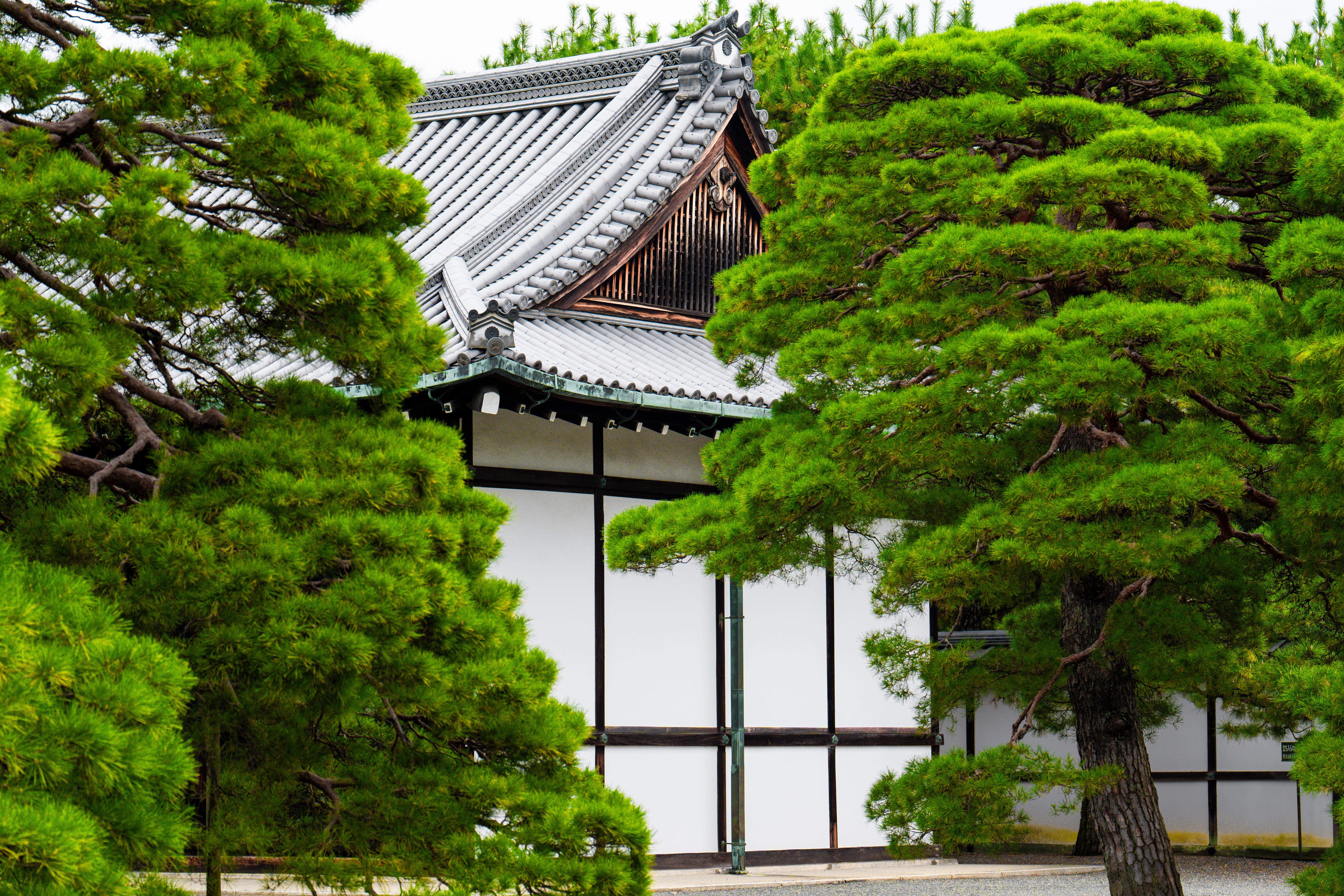 Tranquil Traditional Japanese Temple Surrounded by Lush Greenery · Free ...