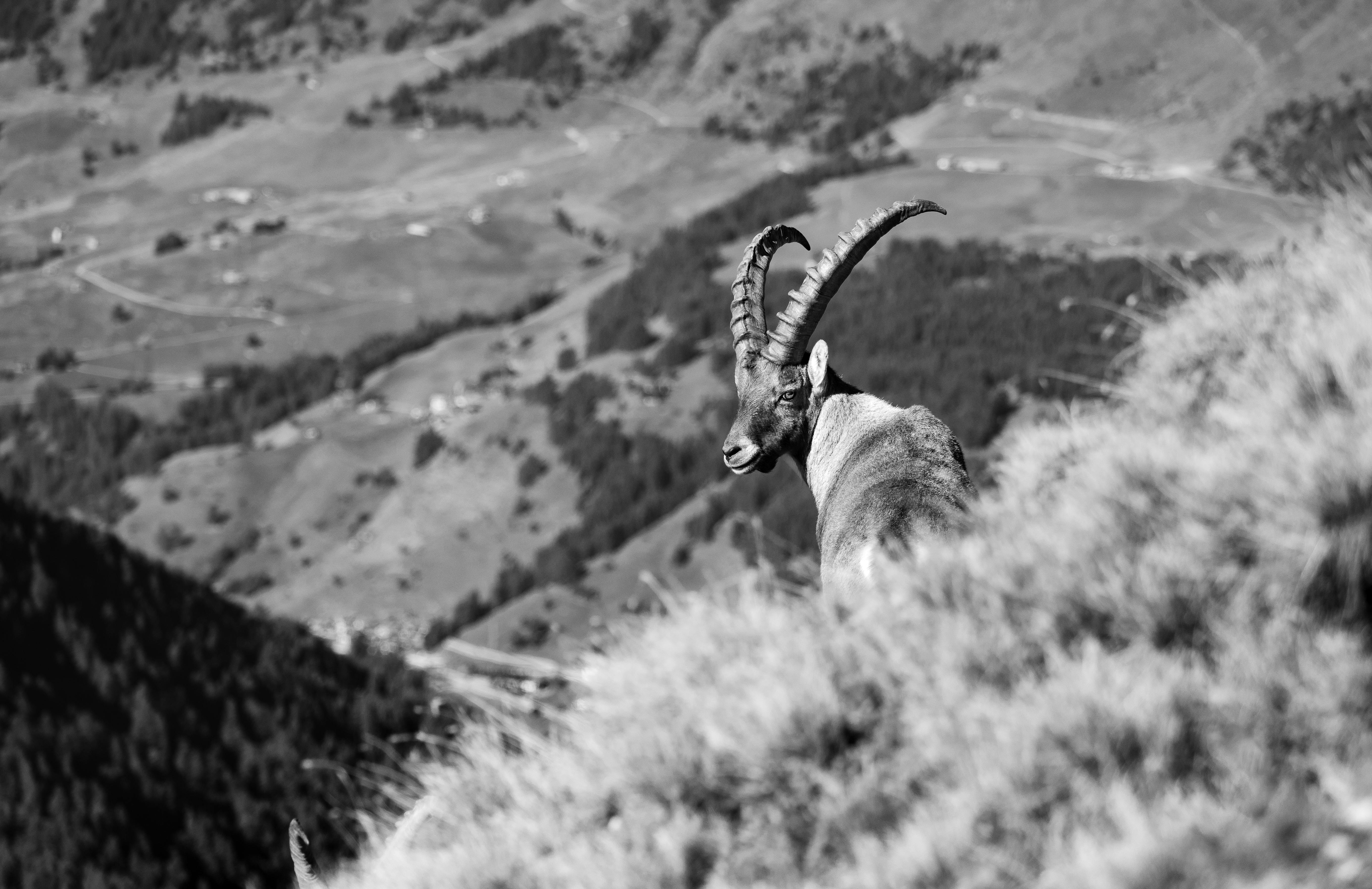 grátis Um gracioso íbex alpino com vista para o pitoresco Vale de Aosta, na Itália. Foto profissional