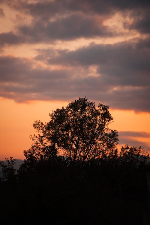 Free Silhouetted tree against a vivid sunset sky with dramatic clouds. Stock Photo