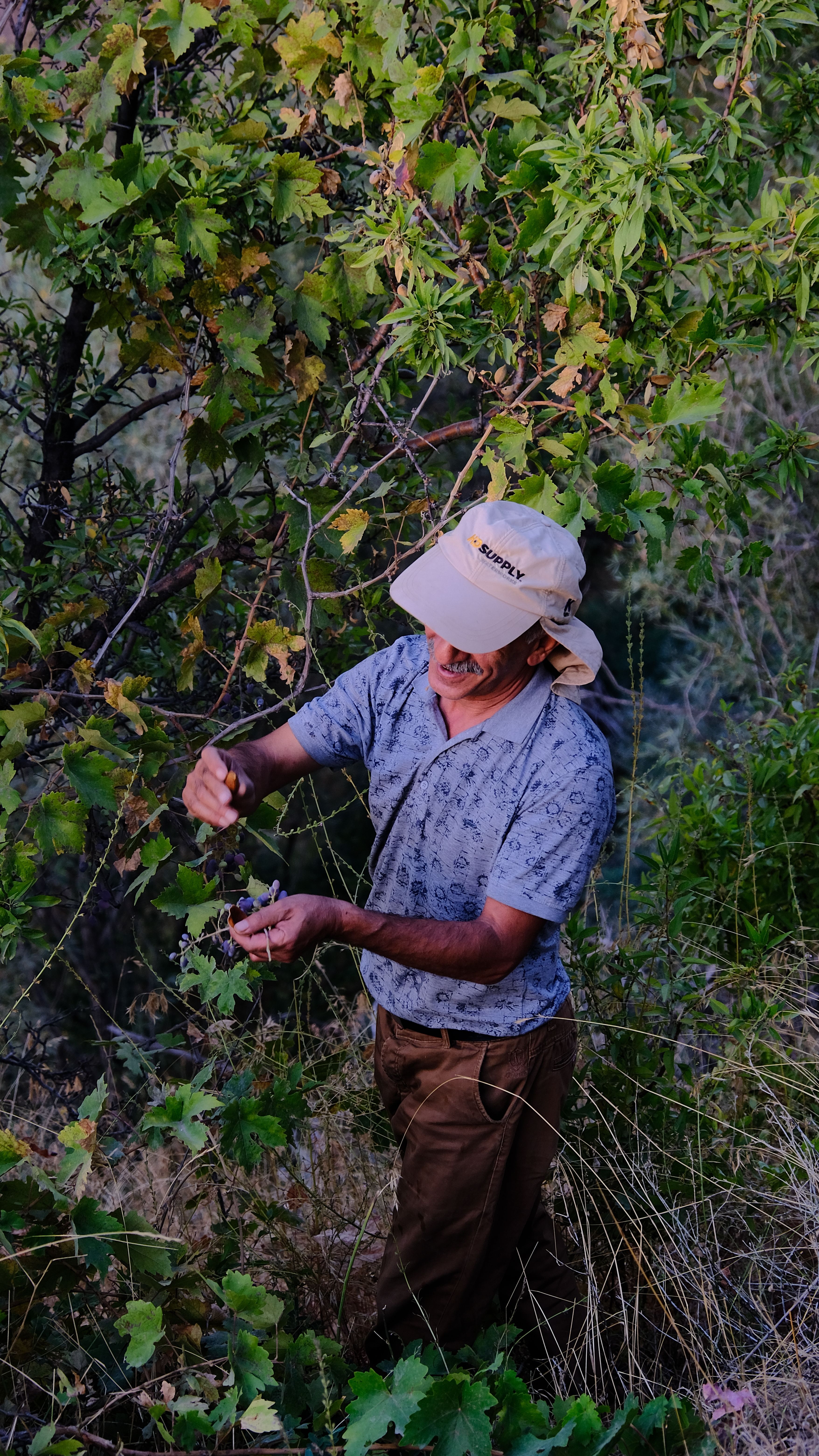 Senior farmer in a vineyard picking grapes, showcasing rural agriculture.