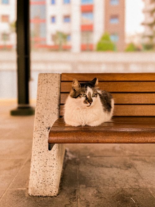 Free Fluffy cat resting on a wooden bench in a city environment, exuding tranquility. Stock Photo