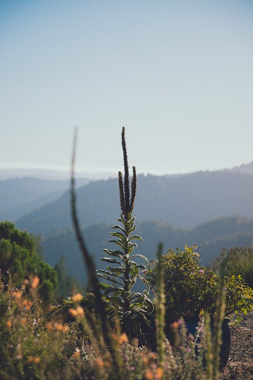 Kaktus Hijau