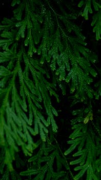 Close-up of lush green leaves showcasing intricate patterns in an Indian setting.