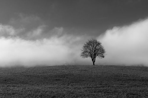 Free A lone tree stands on a misty hilltop in this serene black and white landscape. Stock Photo