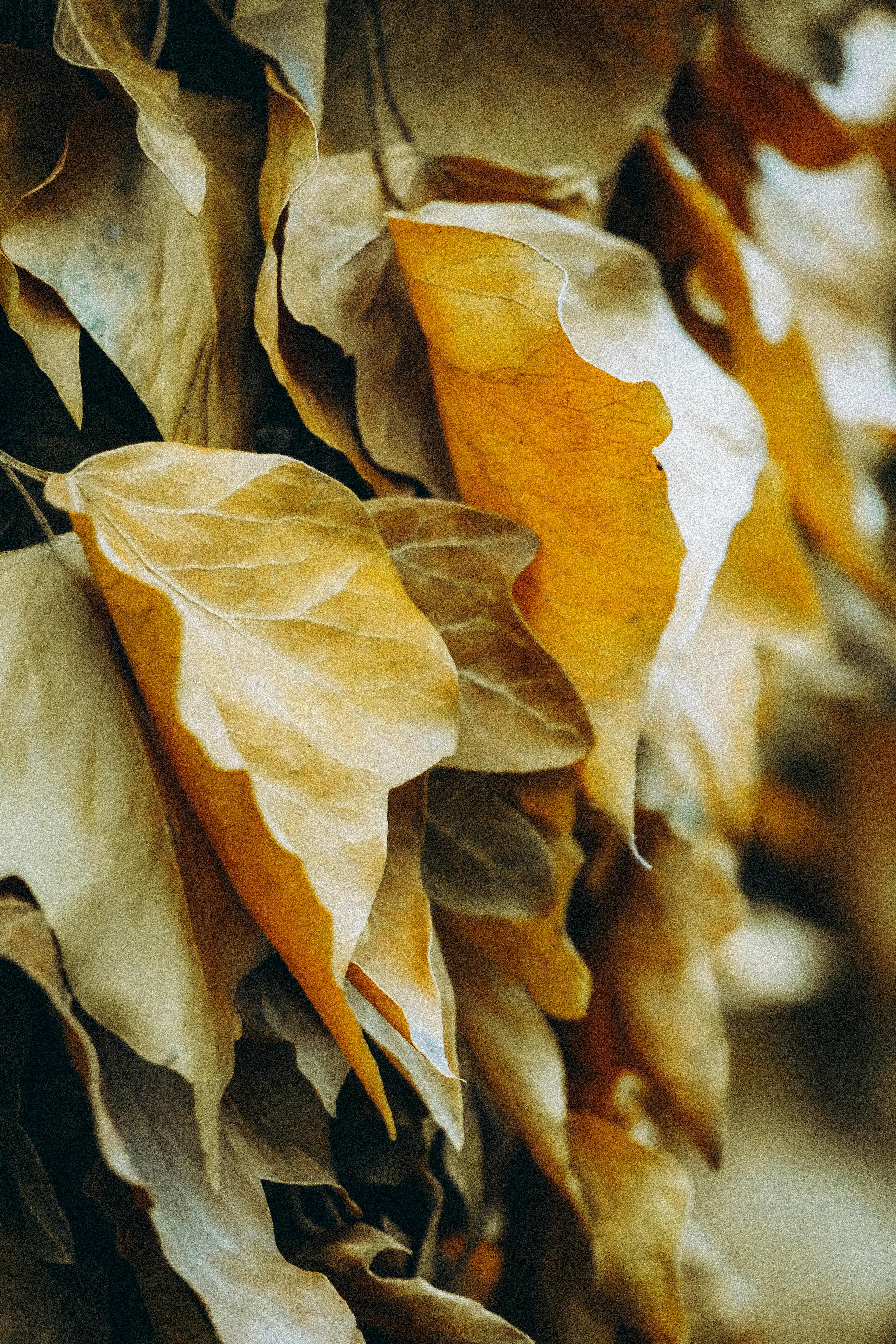 Detailed shot of dried autumn leaves showcasing earthy textures and warm tones.