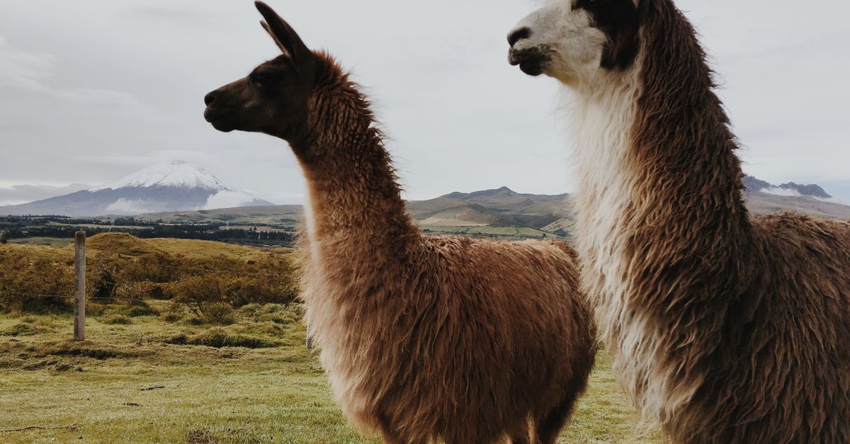 Fine-Tune Llama 3.1 8B with QLoRA on a Consumer GPU