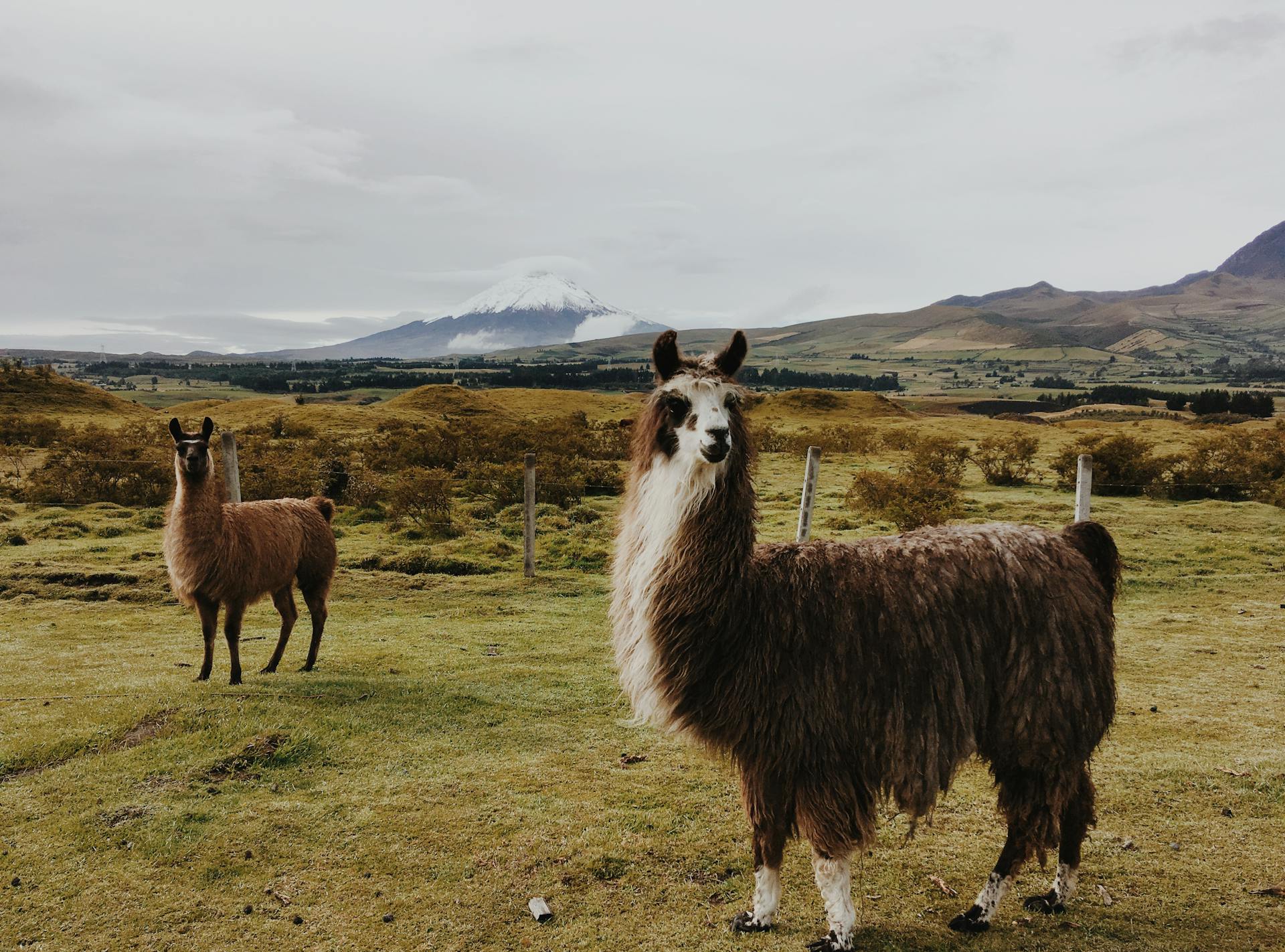 Semi-wild white and brown llamas on the windy land of Ecuador in Andean Mountains of South America