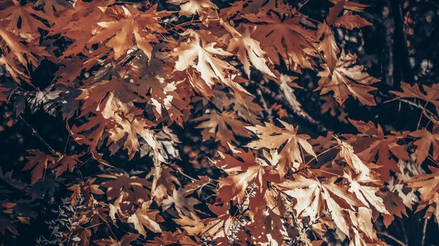 Beautiful maple leaves showcasing brilliant autumn colors in a natural setting.