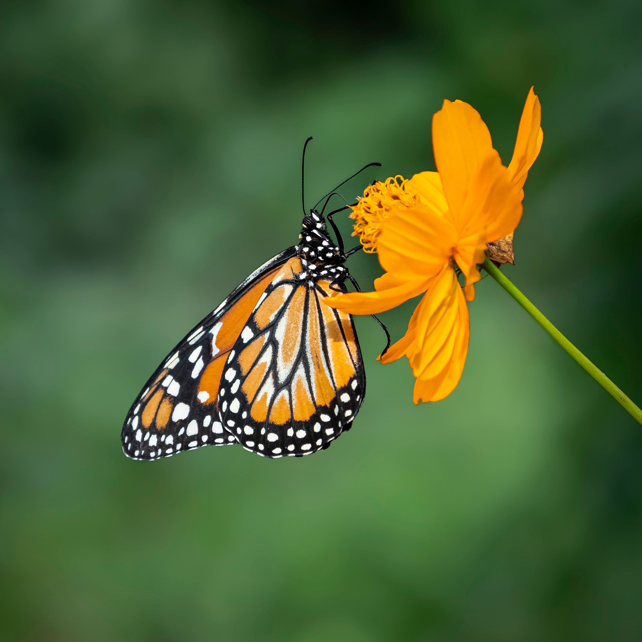 Butterflies and Ecosystem Health