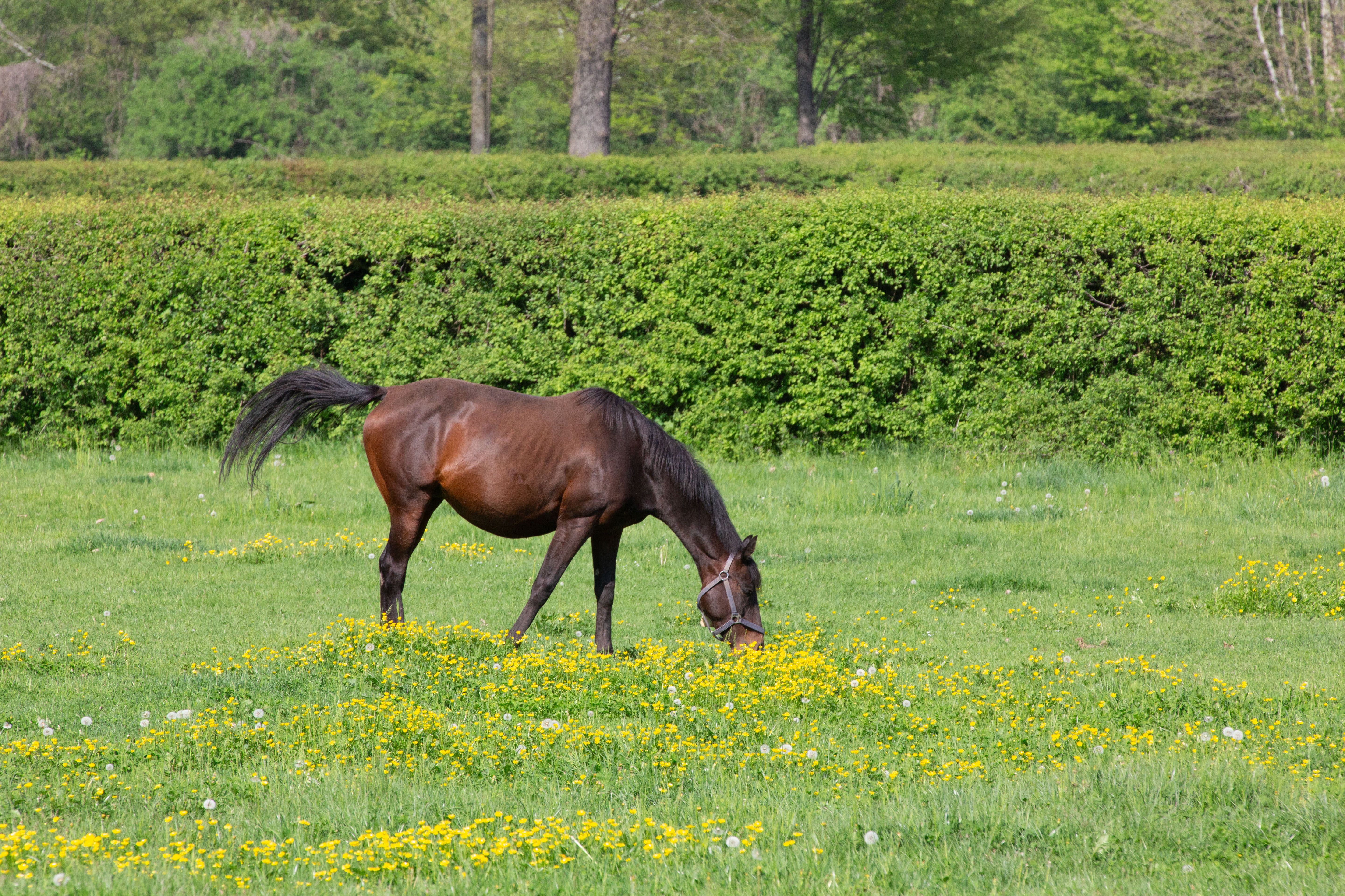 Brown Horse Grazing in Lush Green Pasture · Free Stock Photo