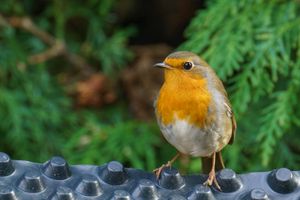 Robin close-up in a garden