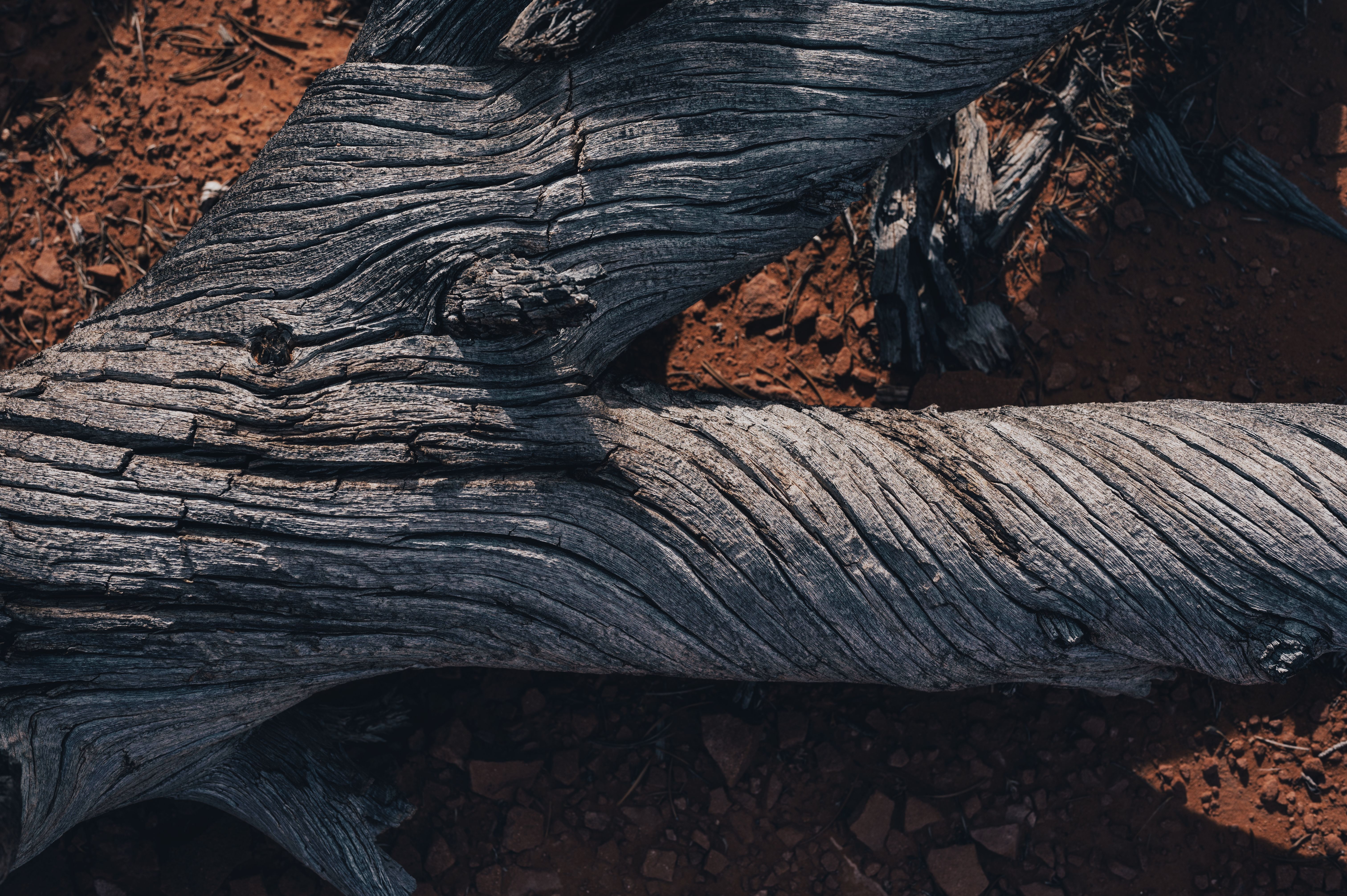 Detailed view of a twisted, weathered tree trunk on red desert soil.