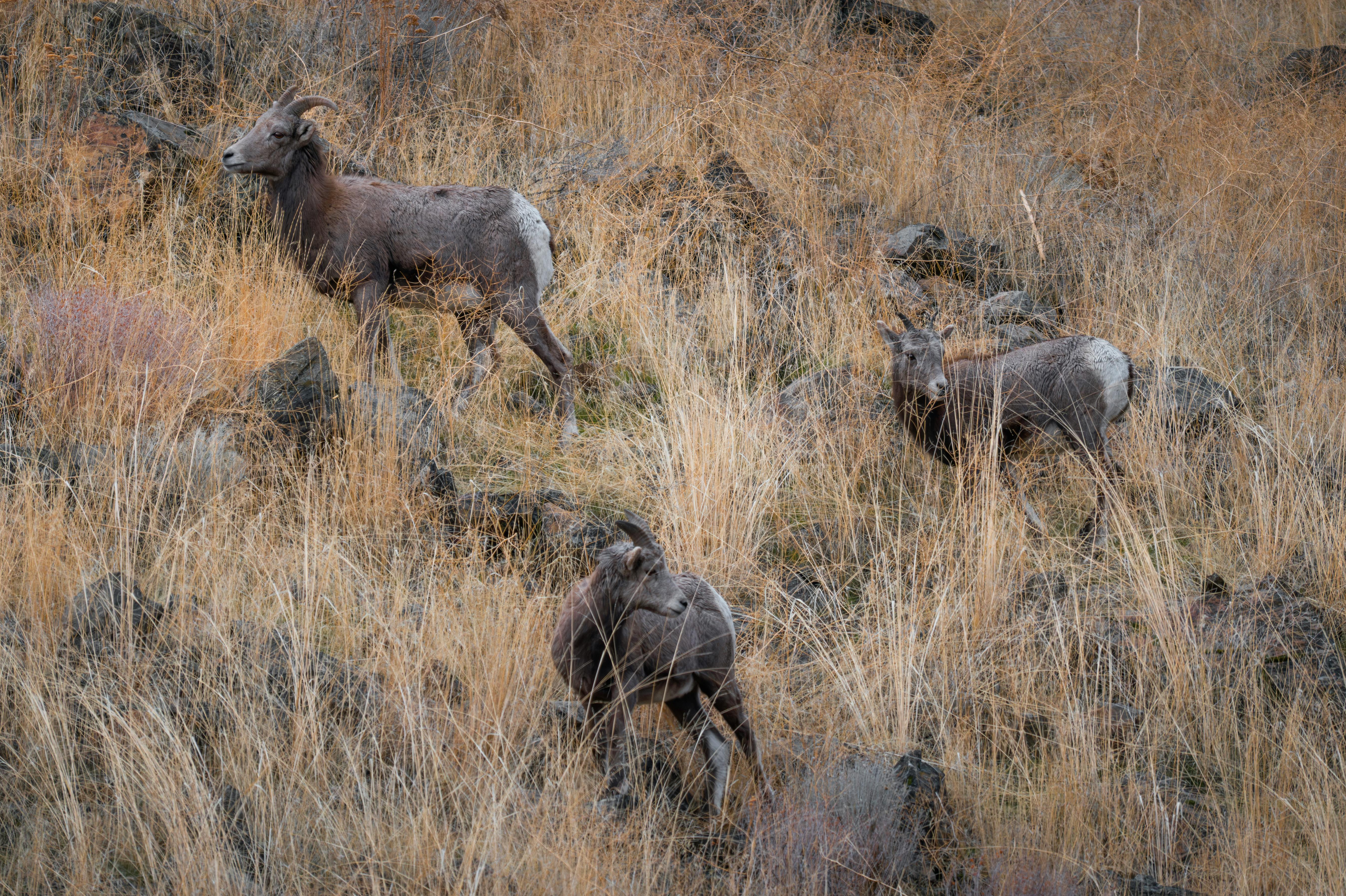 Gratuit Photos gratuites de animal, animal à cornes, automne Photos