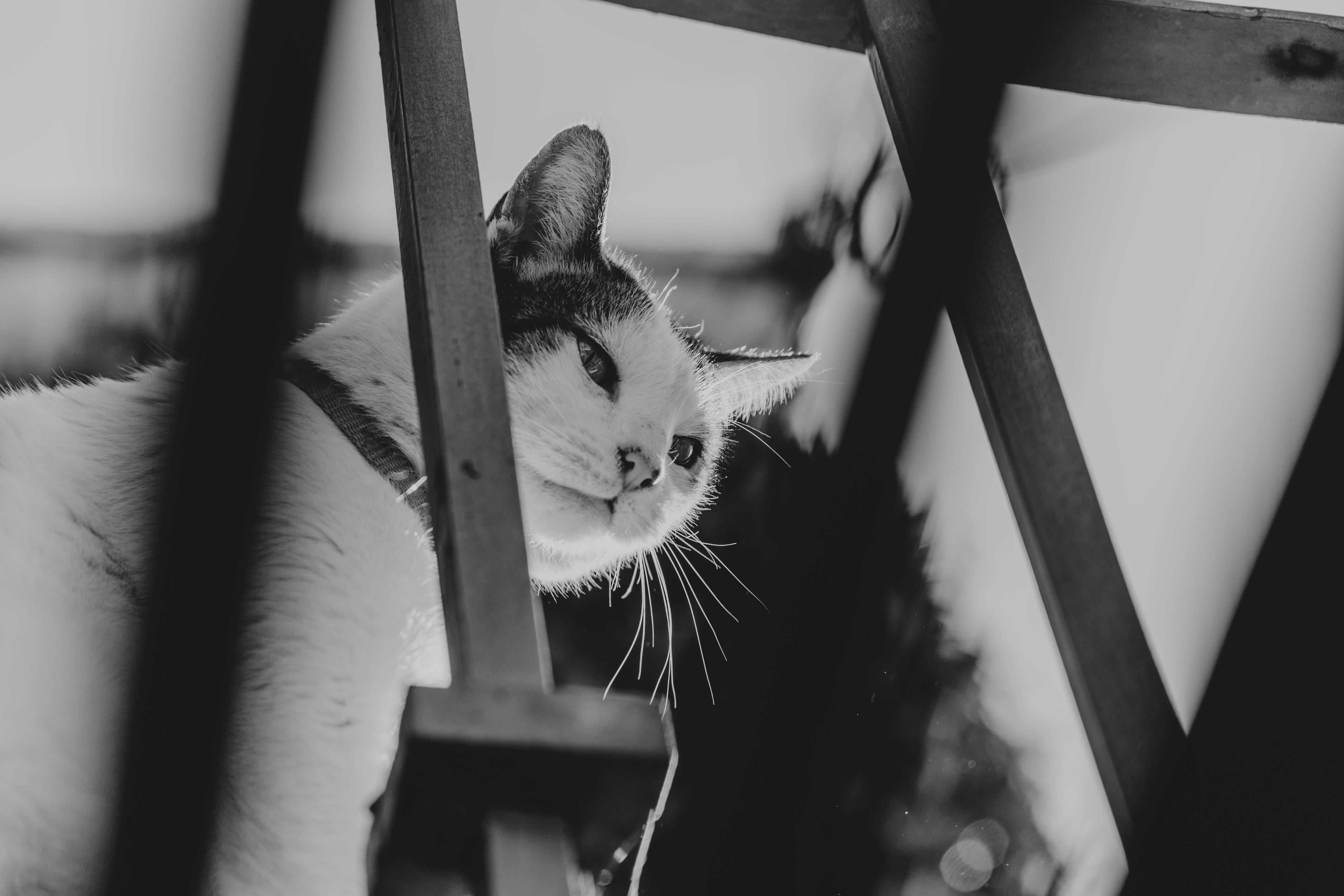 pet technology contact — Photo by Amar  Preciado on Pexels