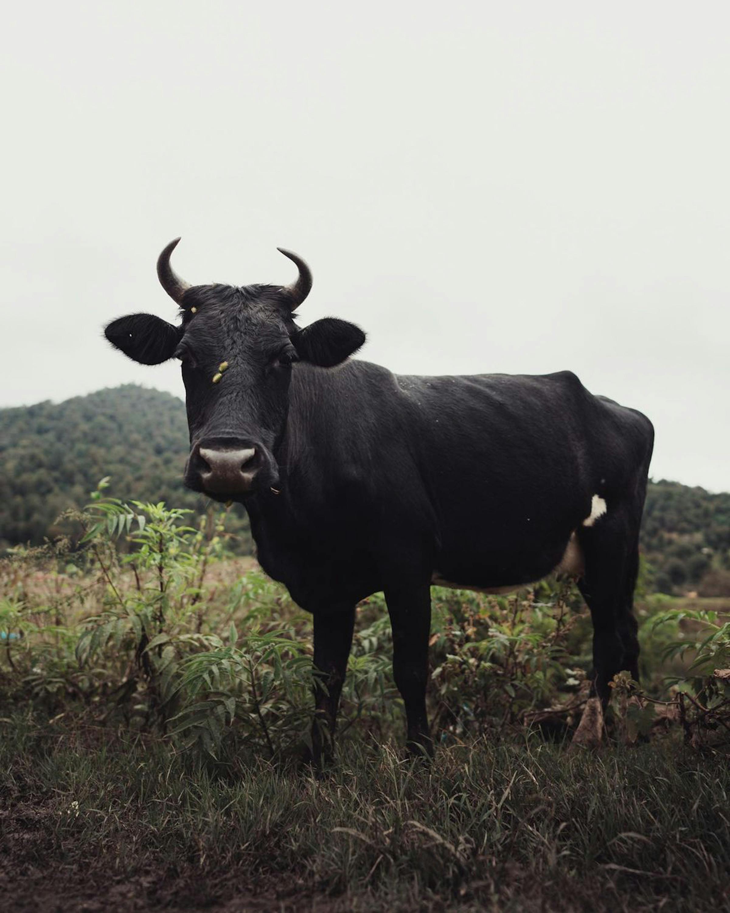 Gratuit Une vache noire se tient dans un pâturage vert luxuriant avec des montagnes en arrière-plan. Photos