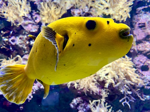 Foto d'estoc gratuïta de aquari, peix, sota l'aigua