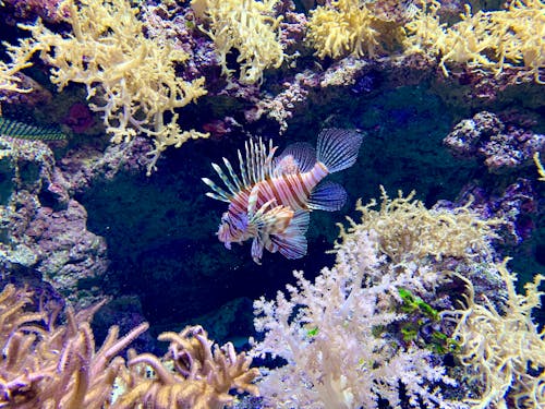 Free stock photo of aquarium, fish, underwater