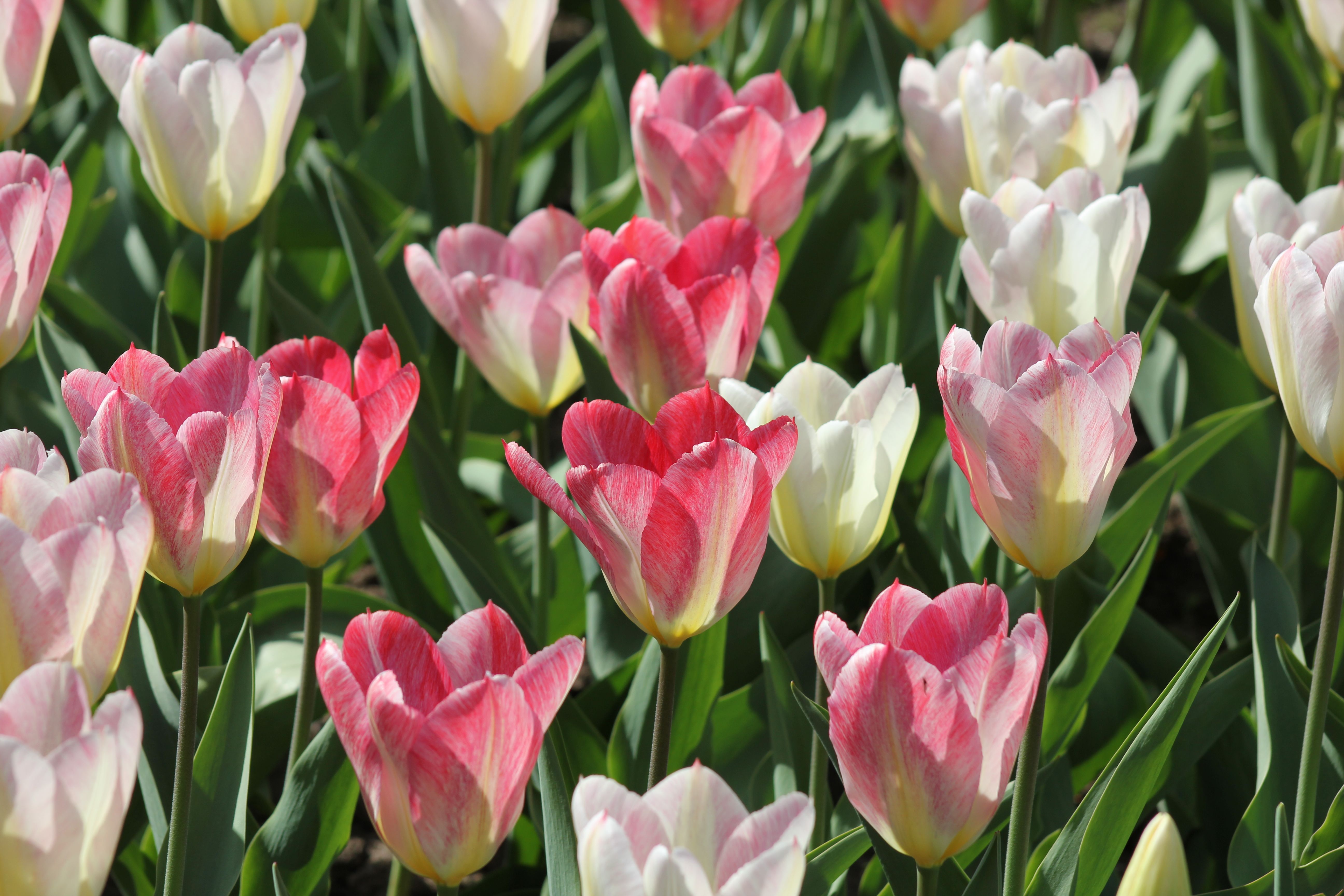 Beautiful Pink and White Tulips in Bloom · Free Stock Photo
