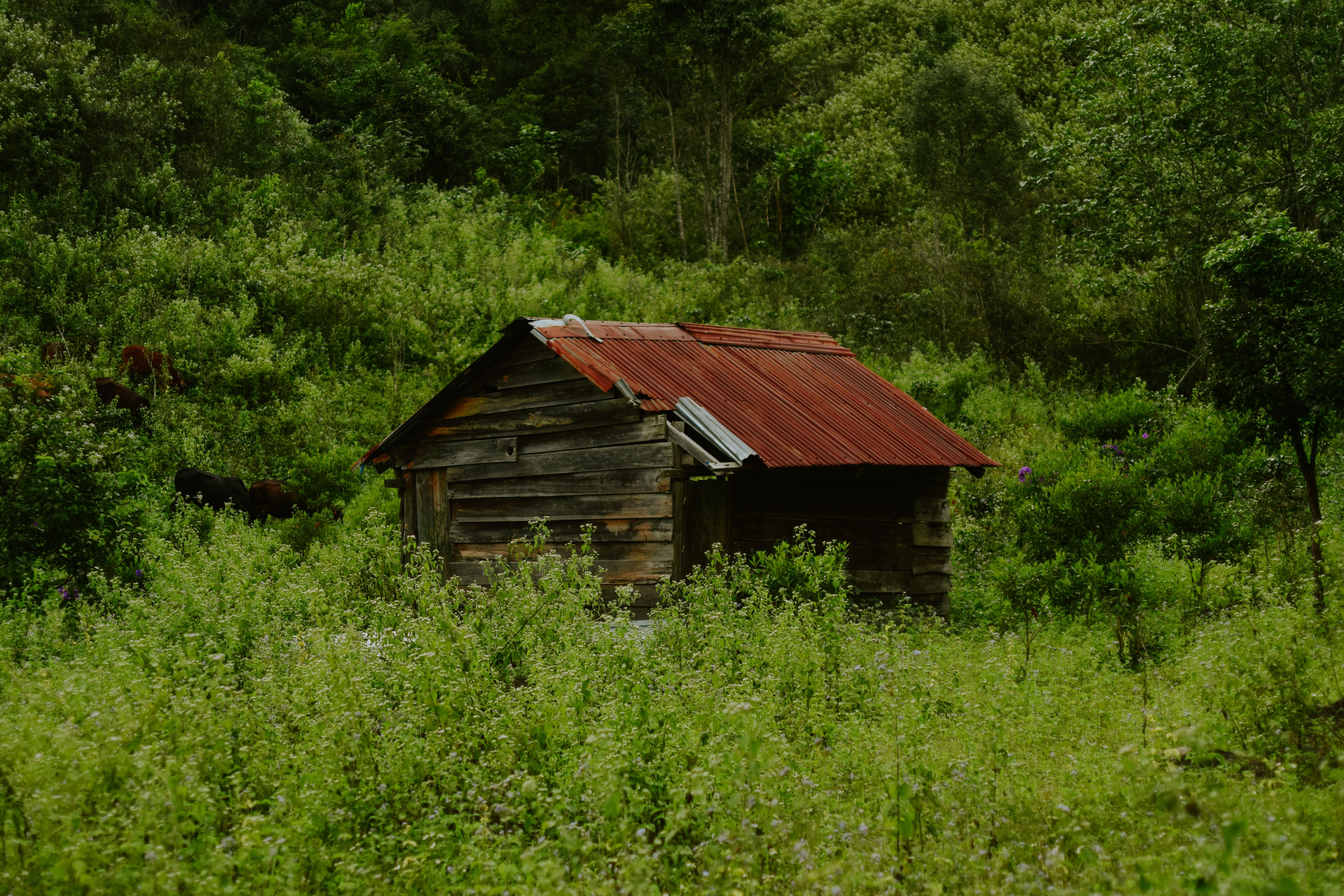 Rustic Wooden Cabin in Lush Green Forest · Free Stock Photo