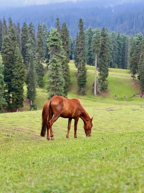 Free A lone horse gracefully grazes in a vibrant alpine meadow surrounded by tall pine trees. Stock Photo