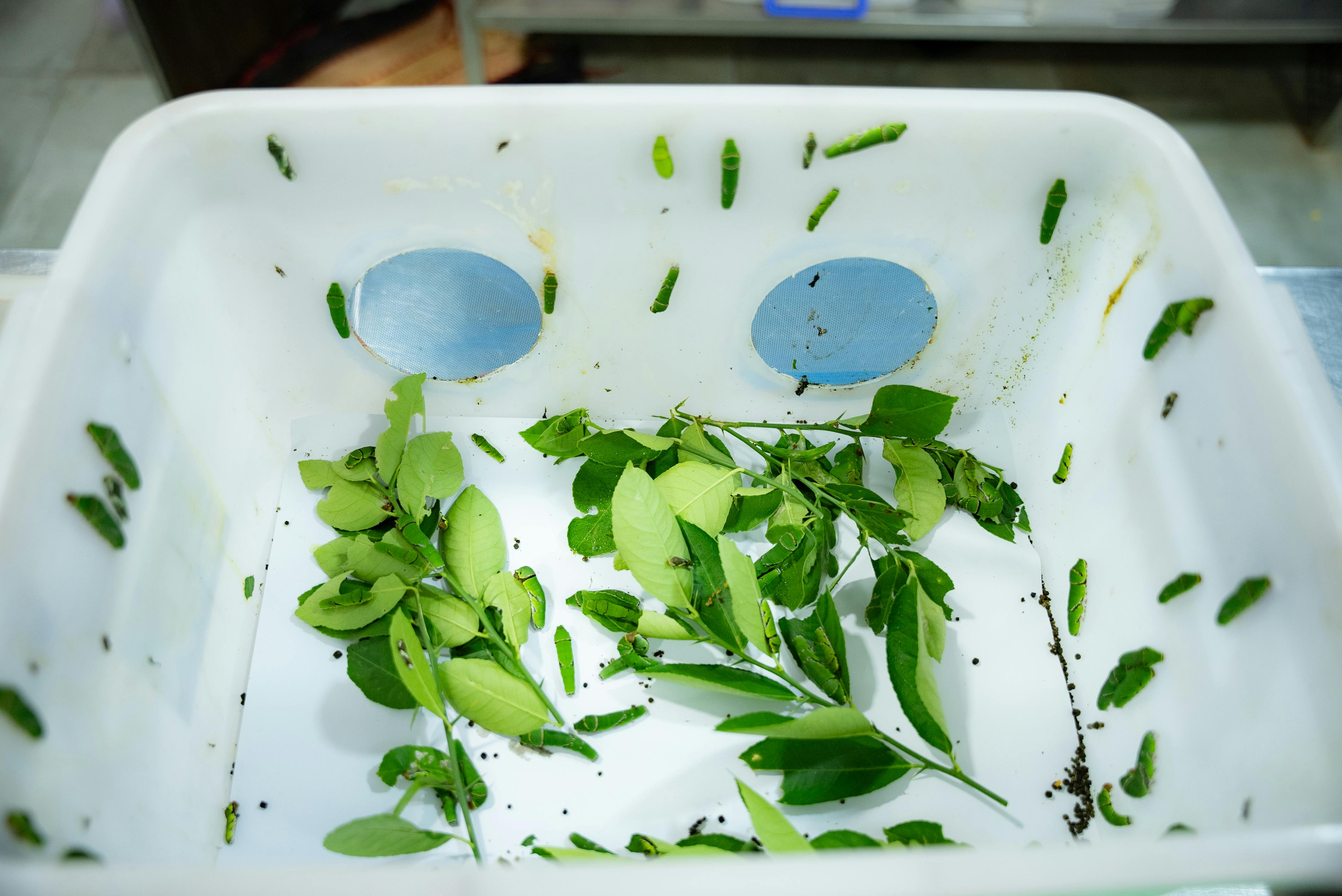 免费 一群毛毛虫栖息在白色容器内的绿叶上。 素材图片