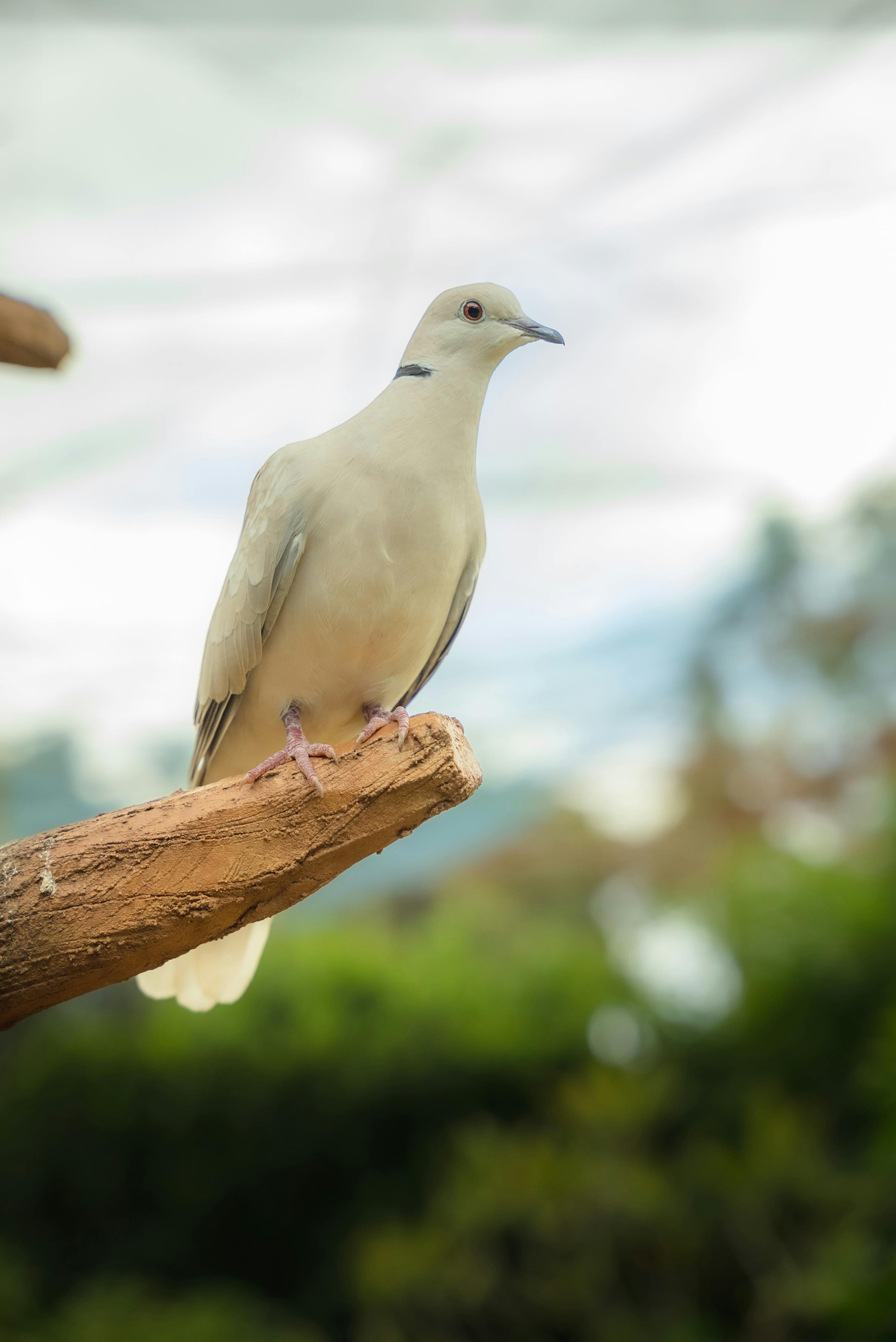 ฟรี นกพิราบคอขาวตัวหนึ่งนั่งอย่างสงบอยู่บนกิ่งไม้ โดยมีฉากหลังเป็นธรรมชาติที่พร่ามัว คลังภาพถ่าย