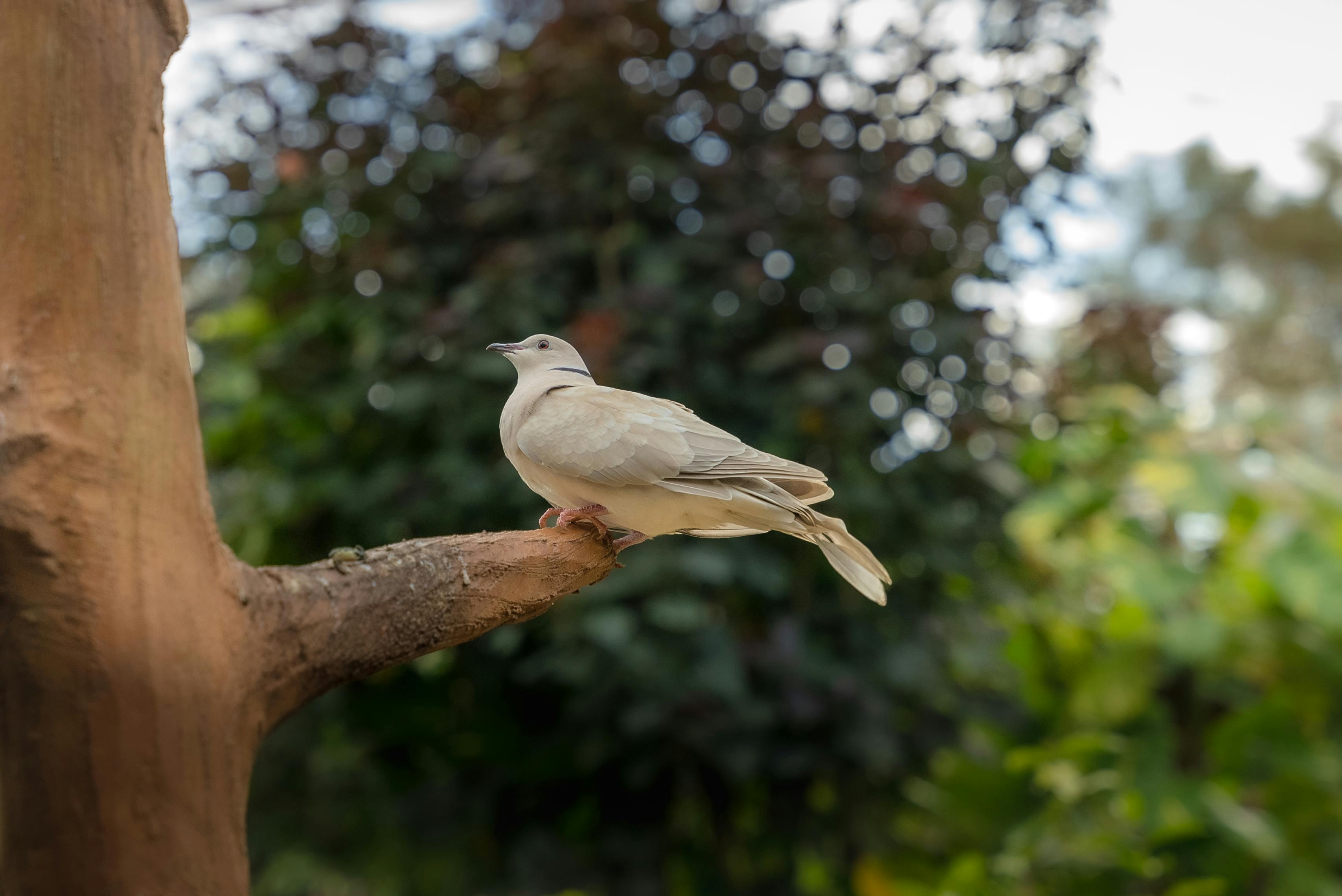 免費 一隻歐亞斑鳩棲息在綠樹成蔭的樹枝上。 圖庫相片