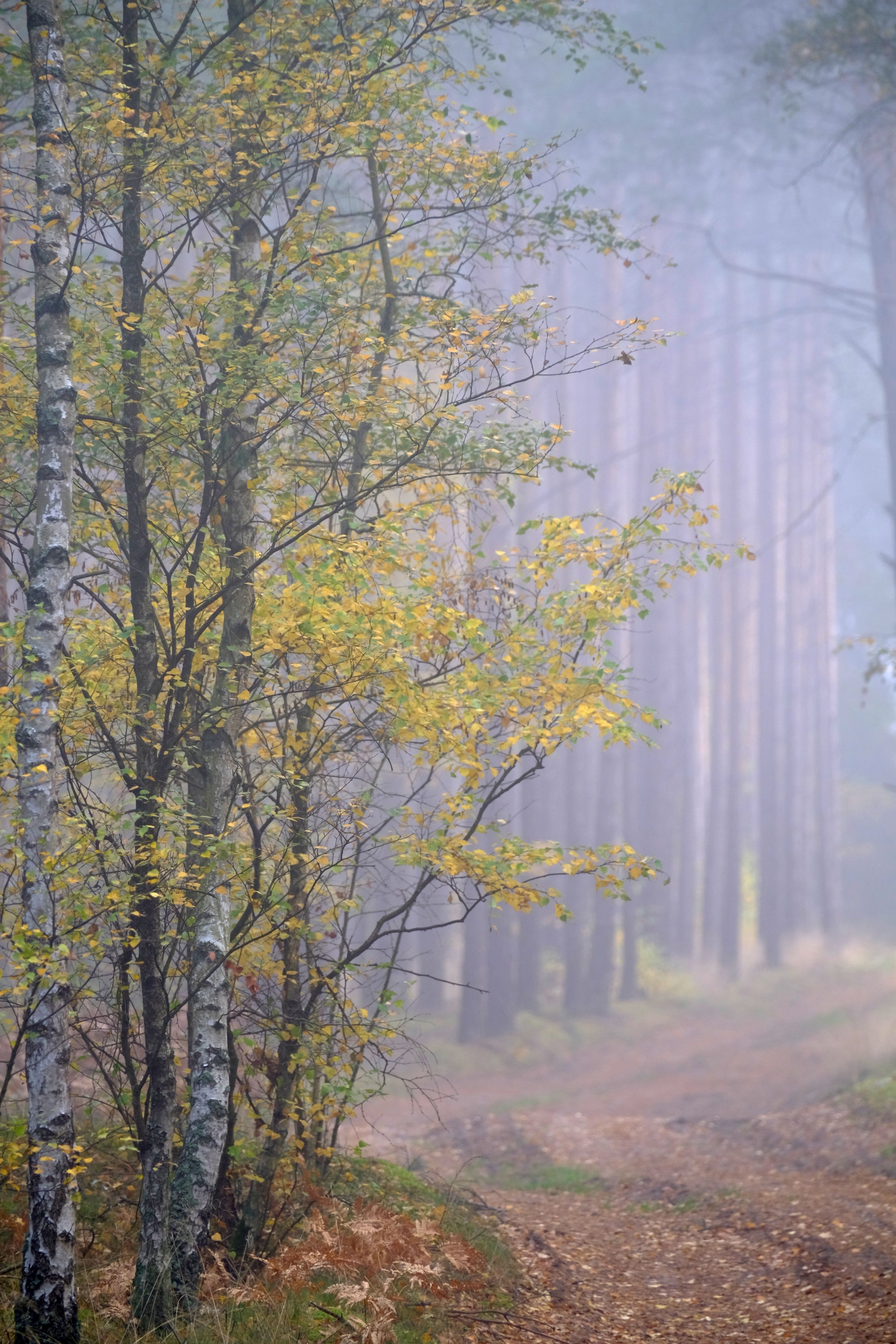 Misty Autumn Forest Path with Birch Trees · Free Stock Photo