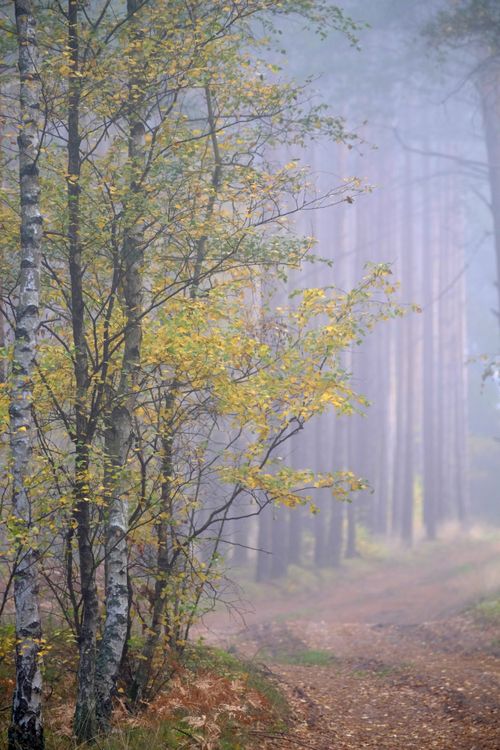 Misty Autumn Forest Path with Birch Trees · Free Stock Photo