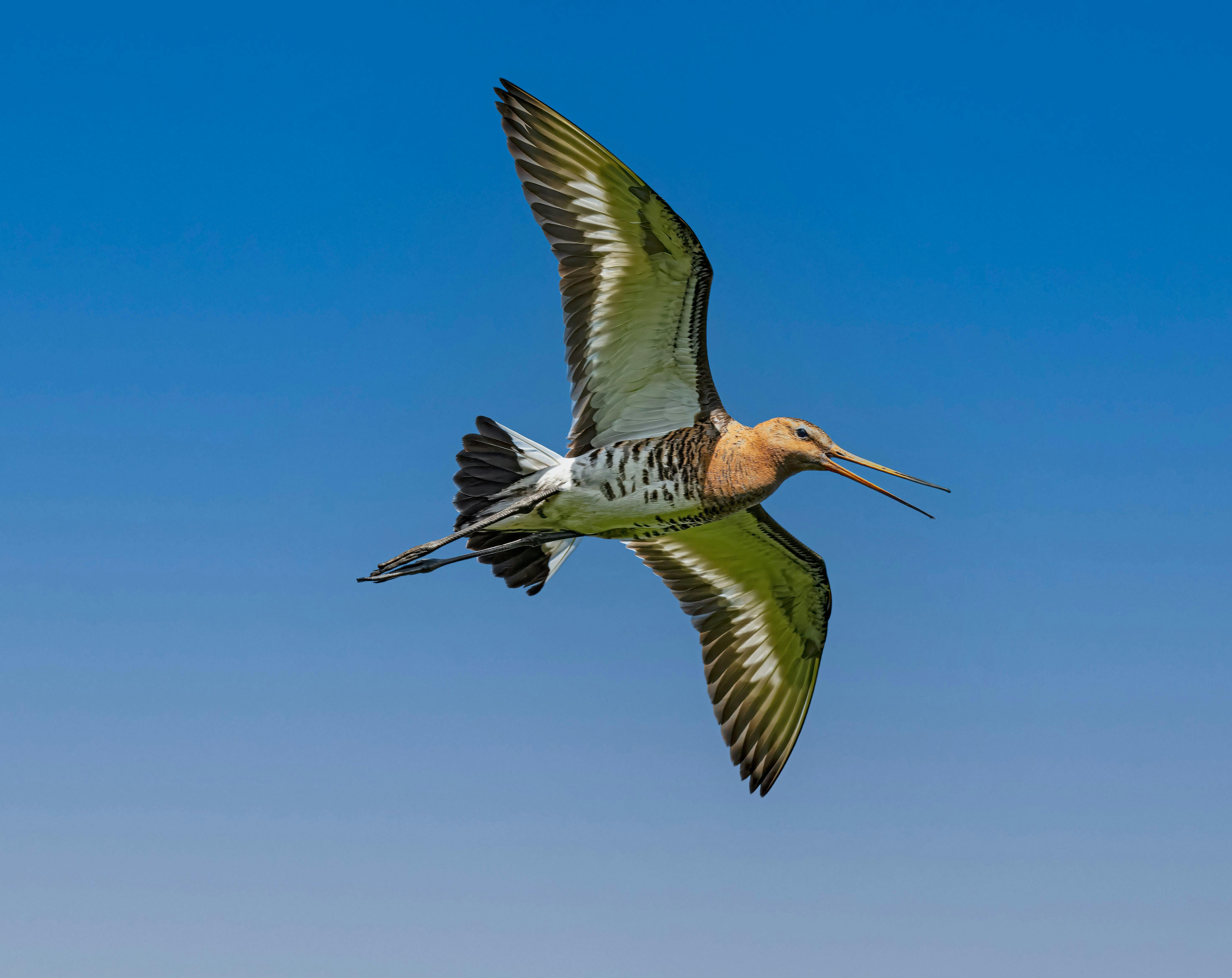 black tailed godwit in flight over bremen sky