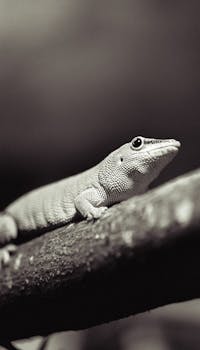 Close-up of a lizard resting on a branch in Helsinki, Finland.
