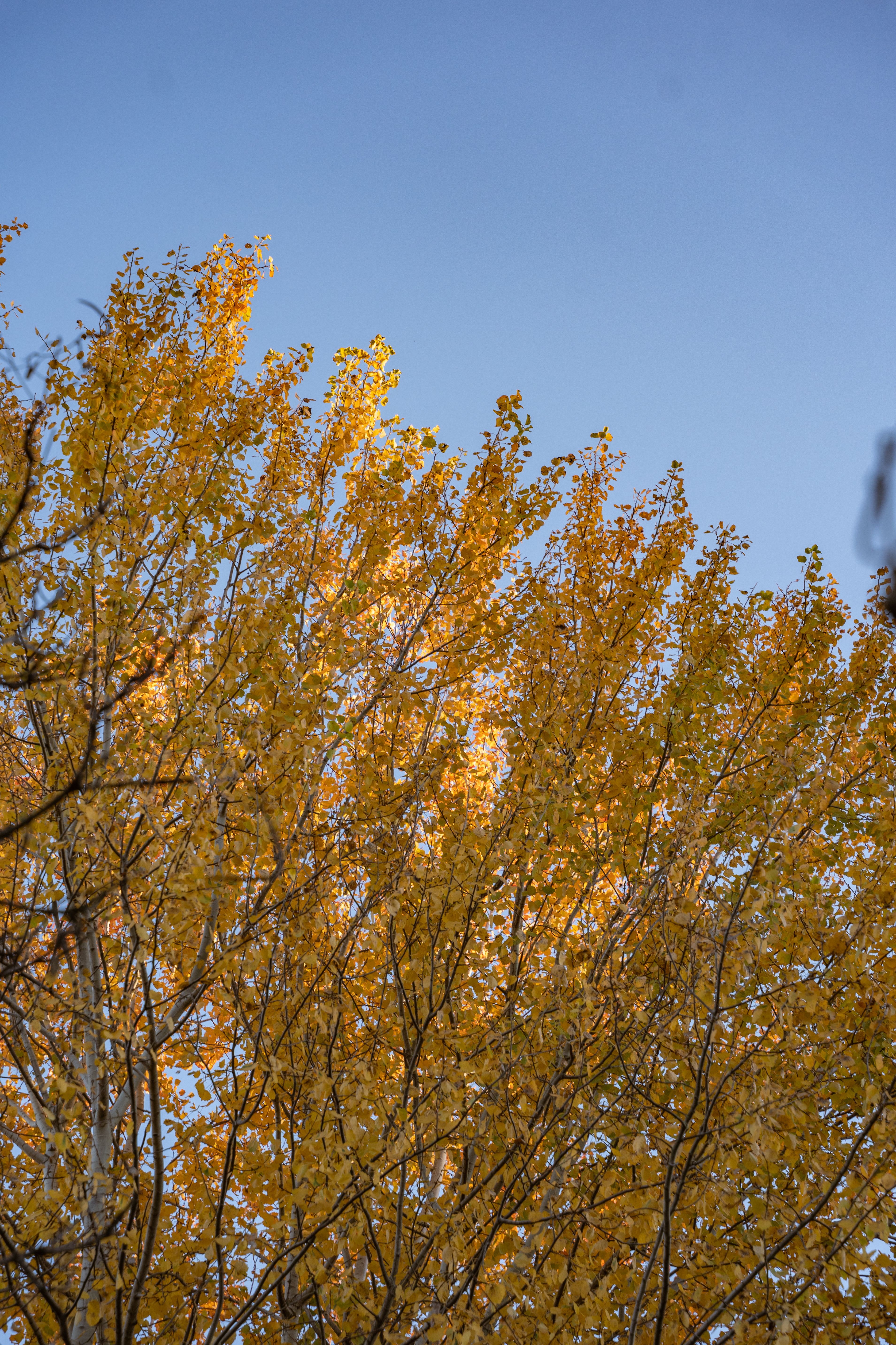 Golden Fall Foliage Against a Clear Blue Sky · Free Stock Photo