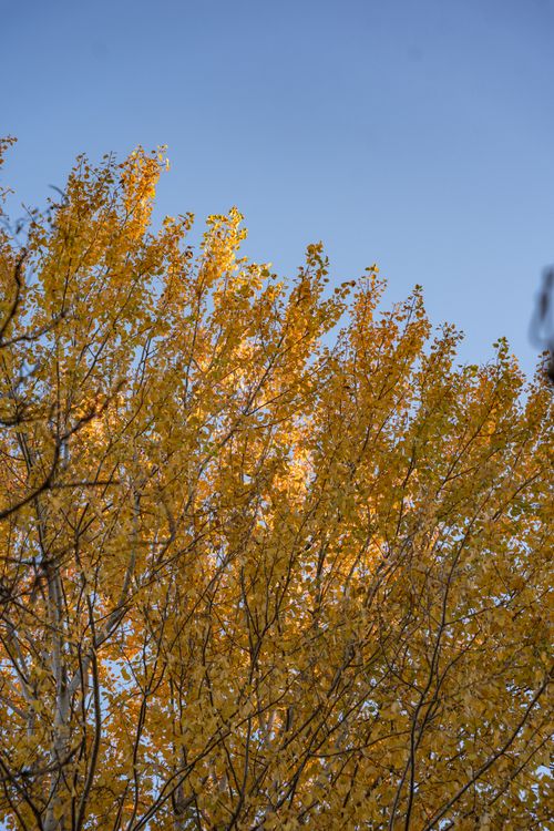 Free Vibrant yellow autumn leaves on trees under a clear blue sky, capturing the essence of fall. Stock Photo