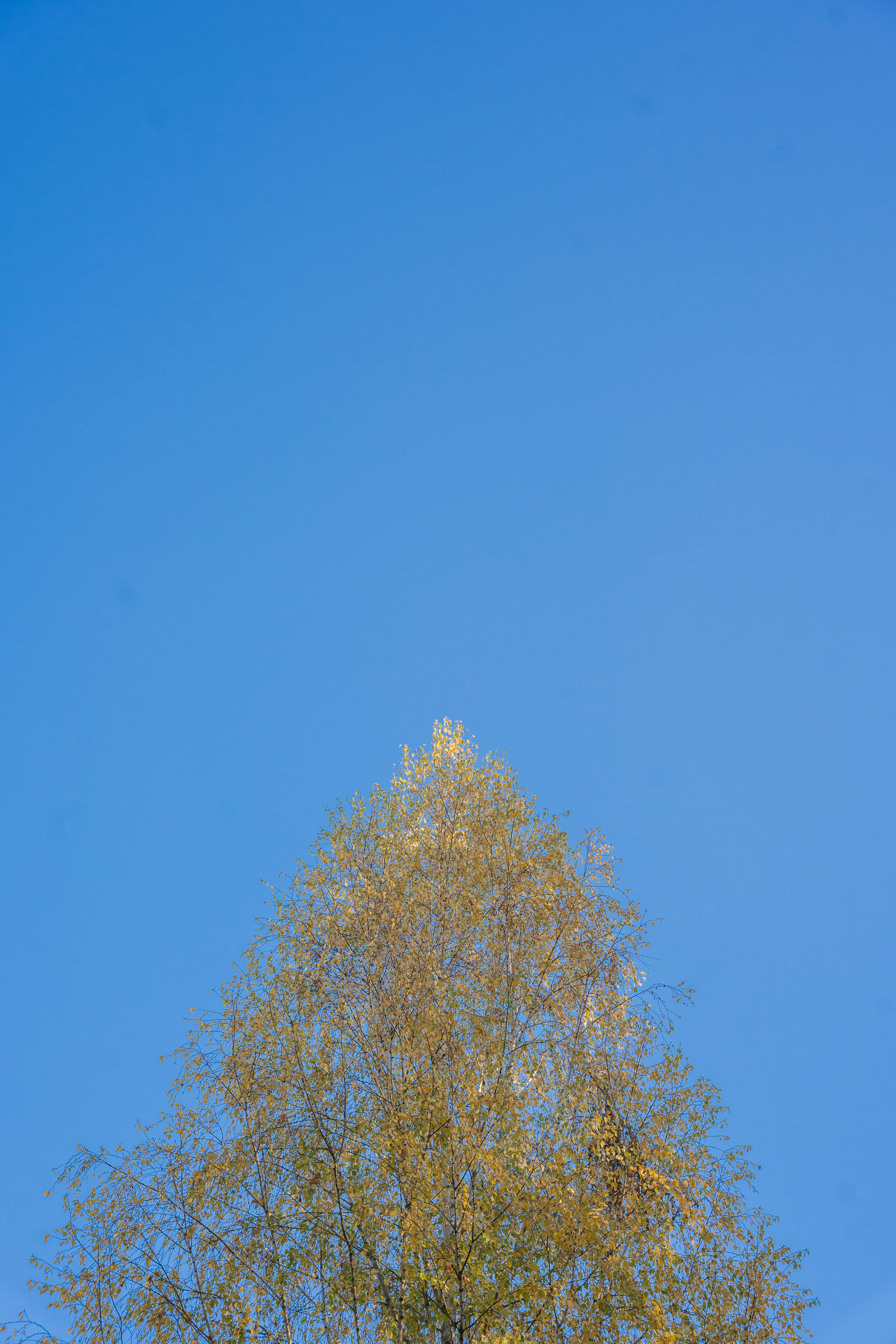 무료 @집 밖의, 가을, 가지의 무료 스톡 사진