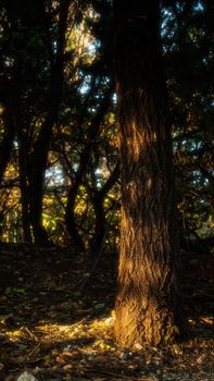 Warm sunlight illuminates a forest, casting intricate shadows on a tree trunk.
