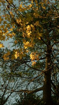 Yellow autumn leaves on a tree capturing the essence of fall in a forest setting.