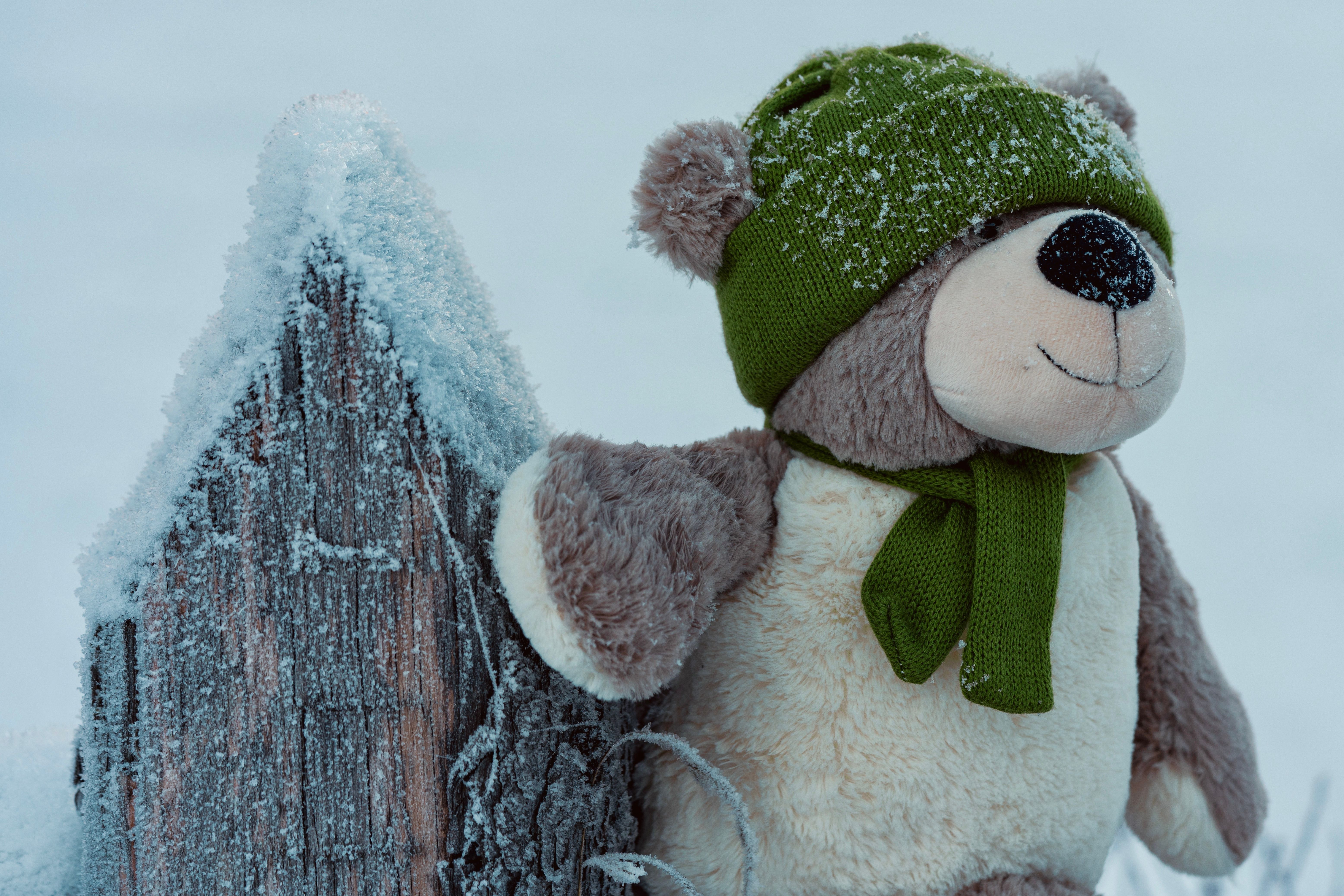 Cozy Teddy Bear in Frosty Winter Setting · Free Stock Photo
