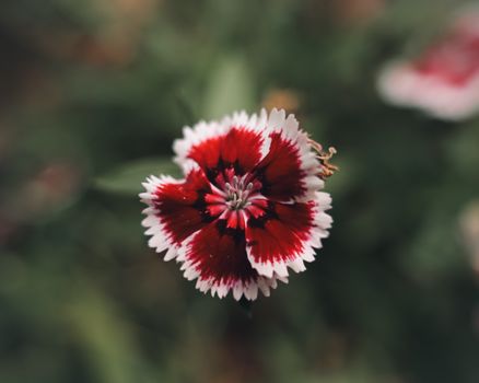 dianthus fringed pink flower