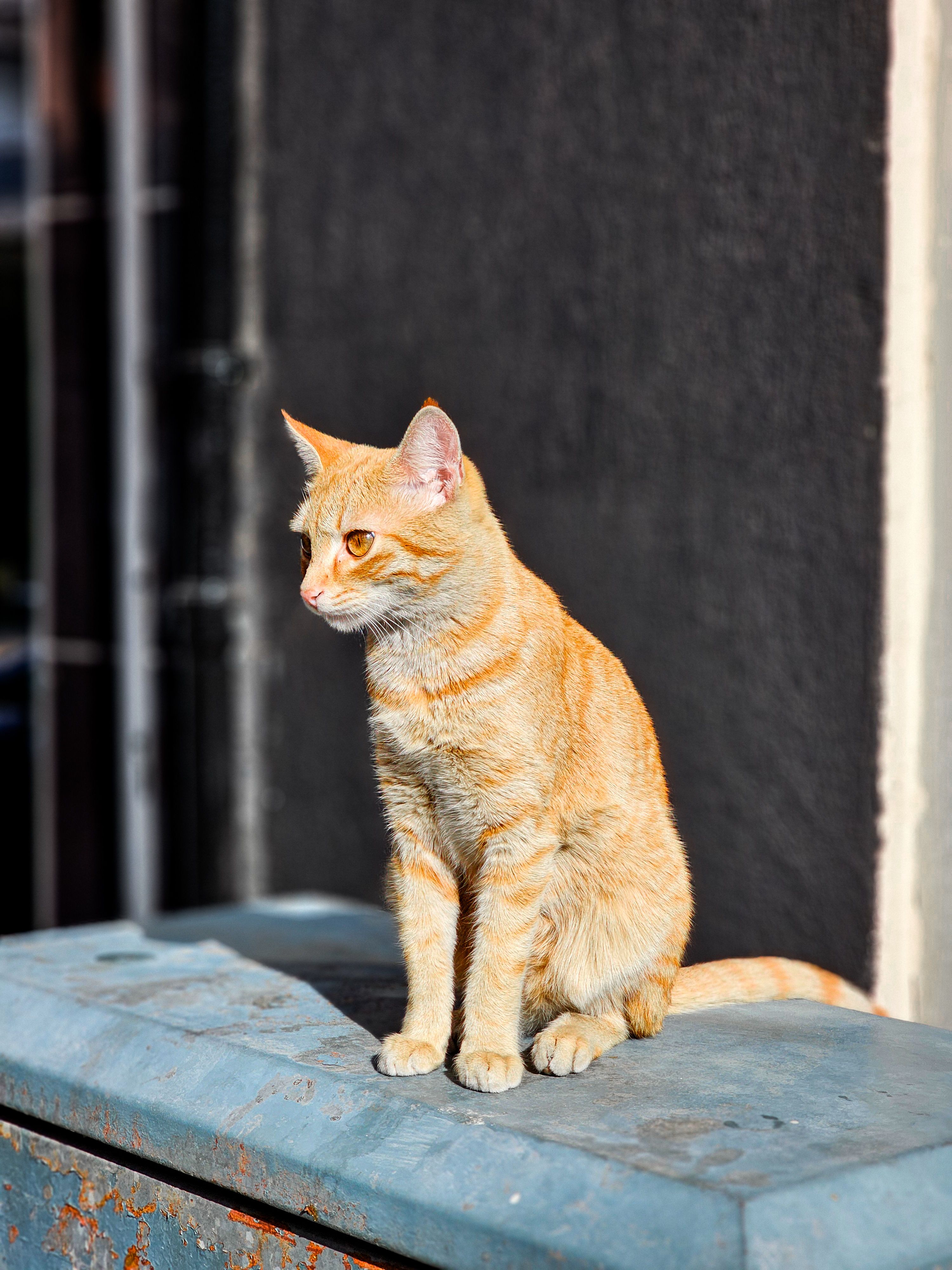 Orange Tabby Cat Sitting on a Wall in Sunlight · Free Stock Photo