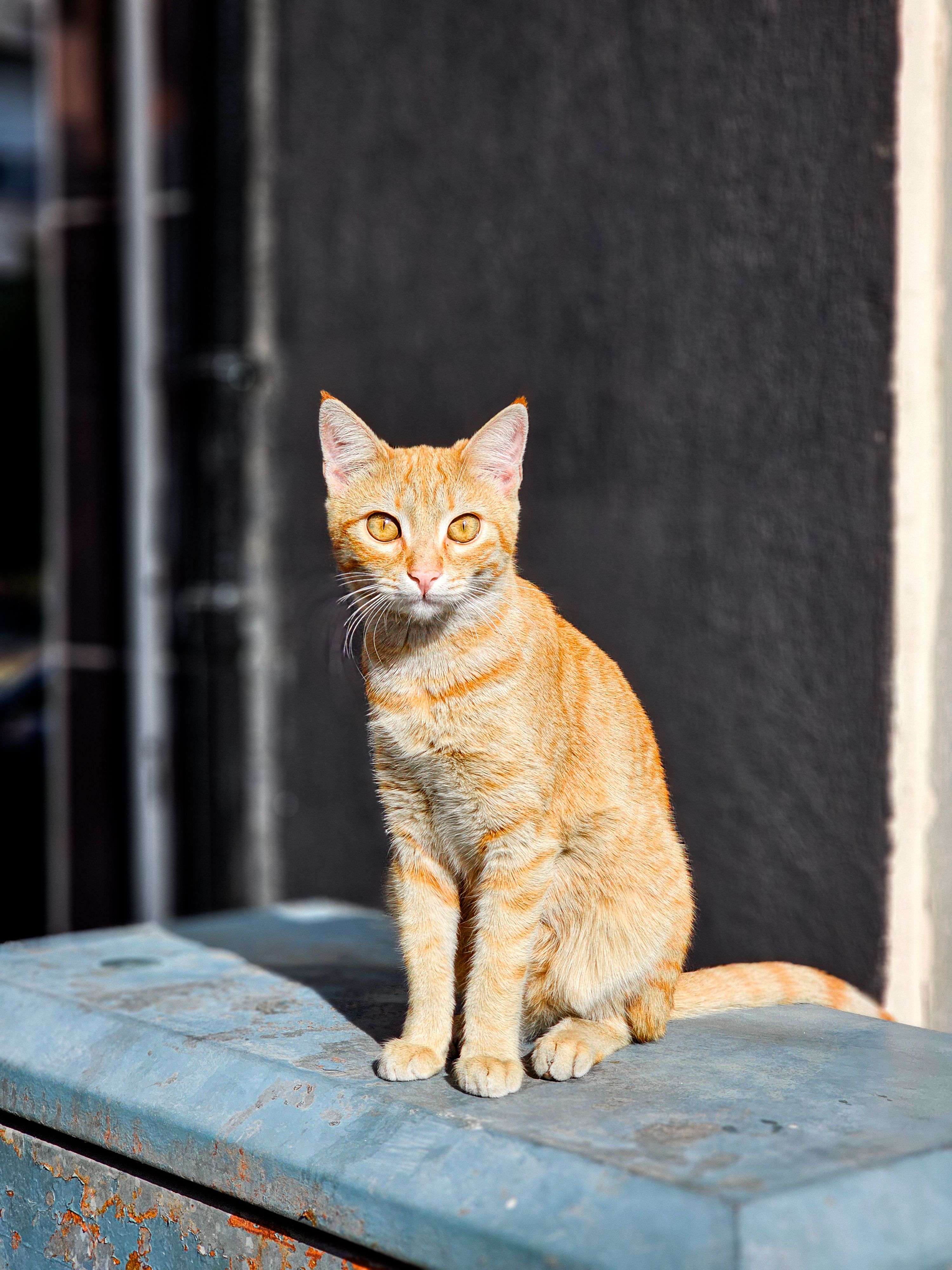 Ginger Cat Sitting Outdoors in Sunlight · Free Stock Photo