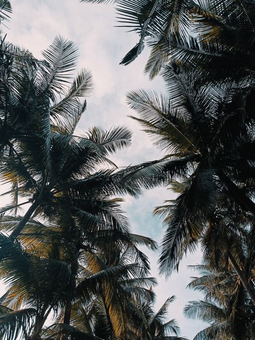 Free Upward view of lush palm trees against a clear sky, creating a tropical canopy. Stock Photo