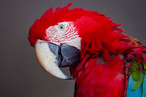 Free Close-up portrait of a vivid scarlet macaw showcasing its colorful feathers and striking beak. Stock Photo