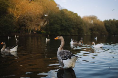 Free Tranquil image of geese swimming in a serene lake surrounded by lush trees. Stock Photo