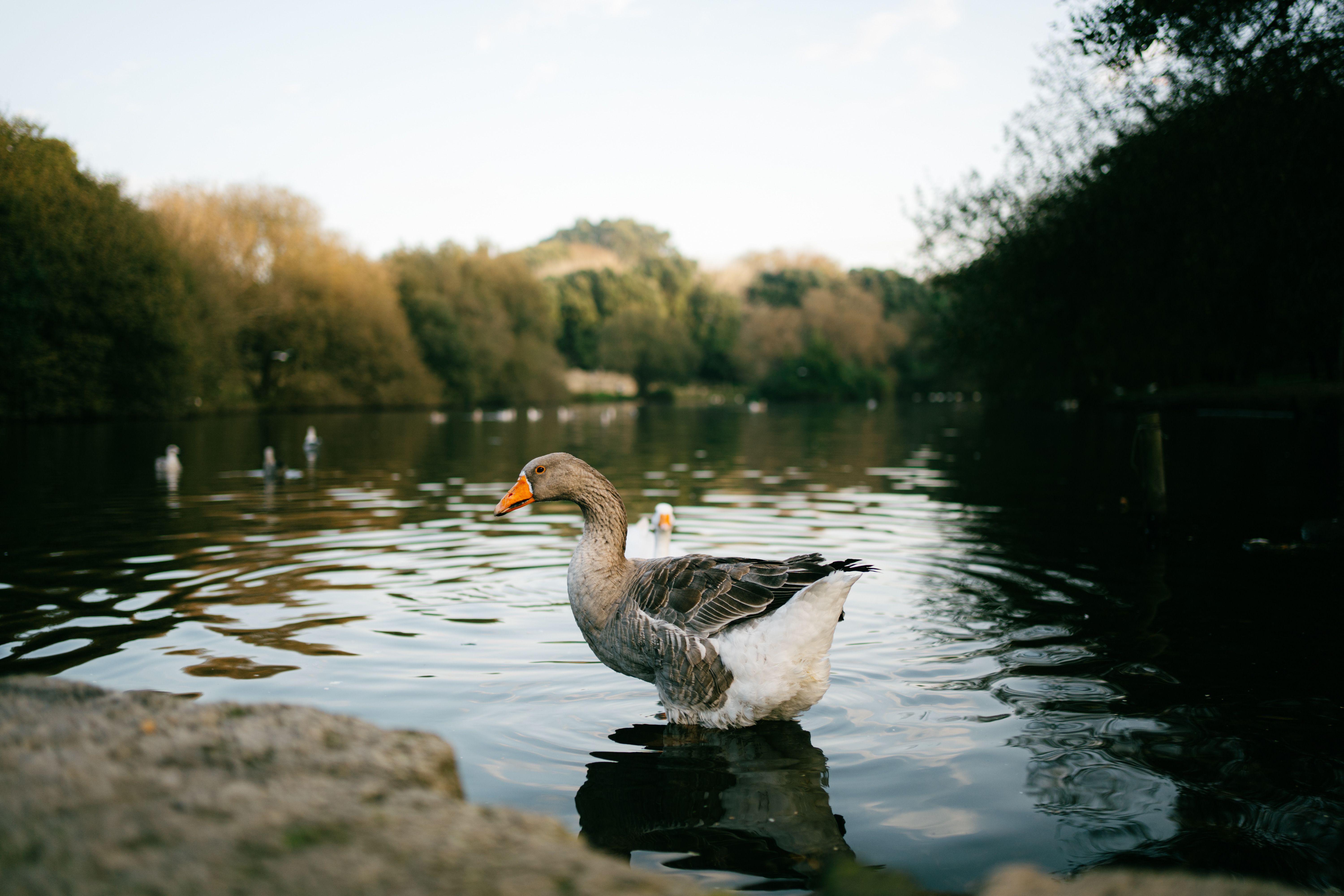 Serene Goose in Tranquil Park Pond Scene · Free Stock Photo