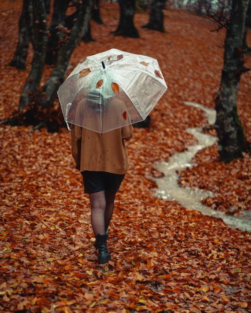 Free A person with an umbrella strolls through a vibrant autumn forest path covered in fallen leaves. Stock Photo