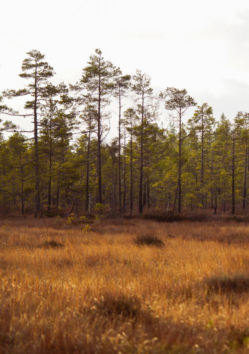 Free Serene view of pine trees and golden grass in an autumnal landscape in Jönköping, Sweden. Stock Photo
