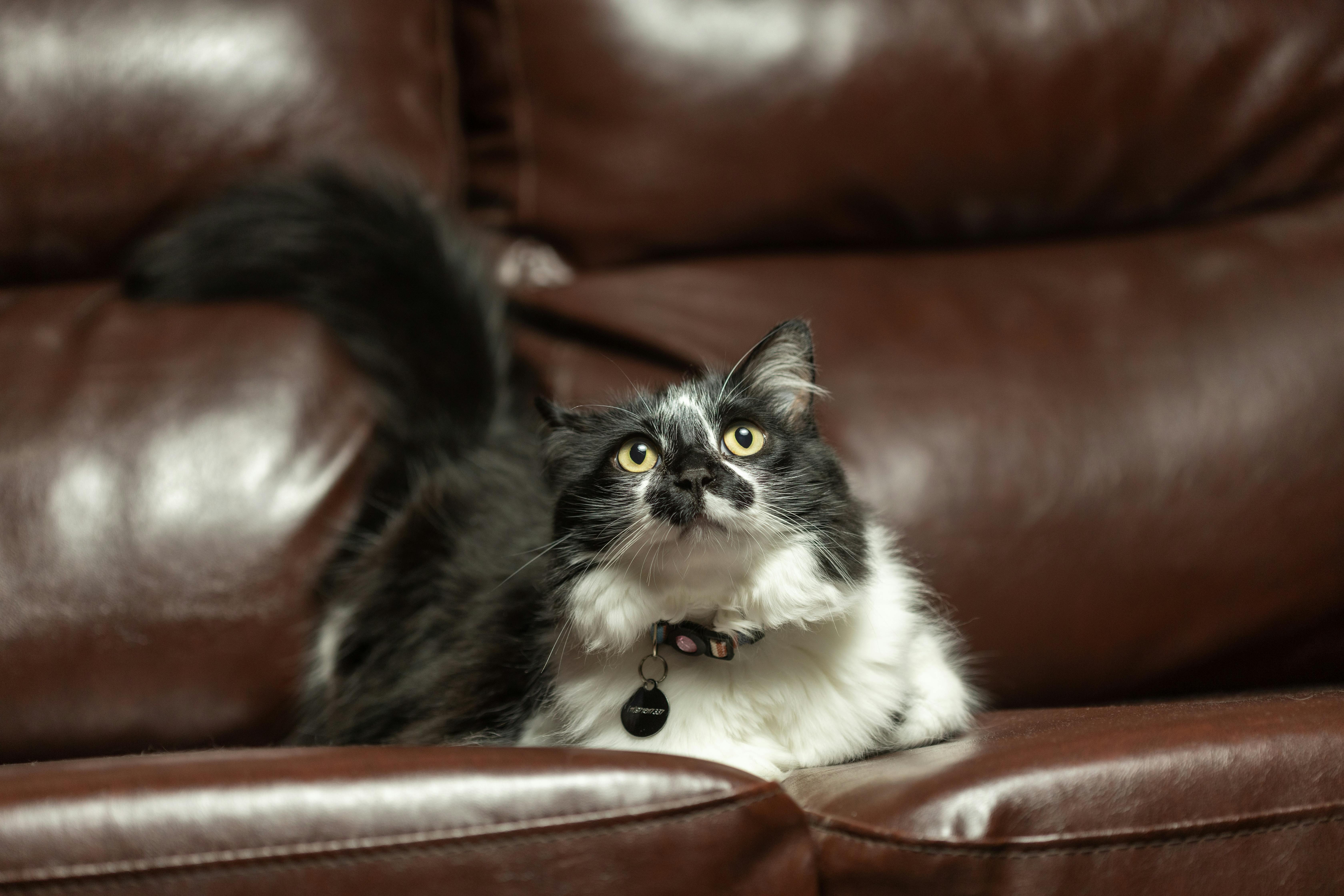 Boobs+Pointy Photos, Download The BEST Free Boobs+Pointy Stock Photos & HD Images