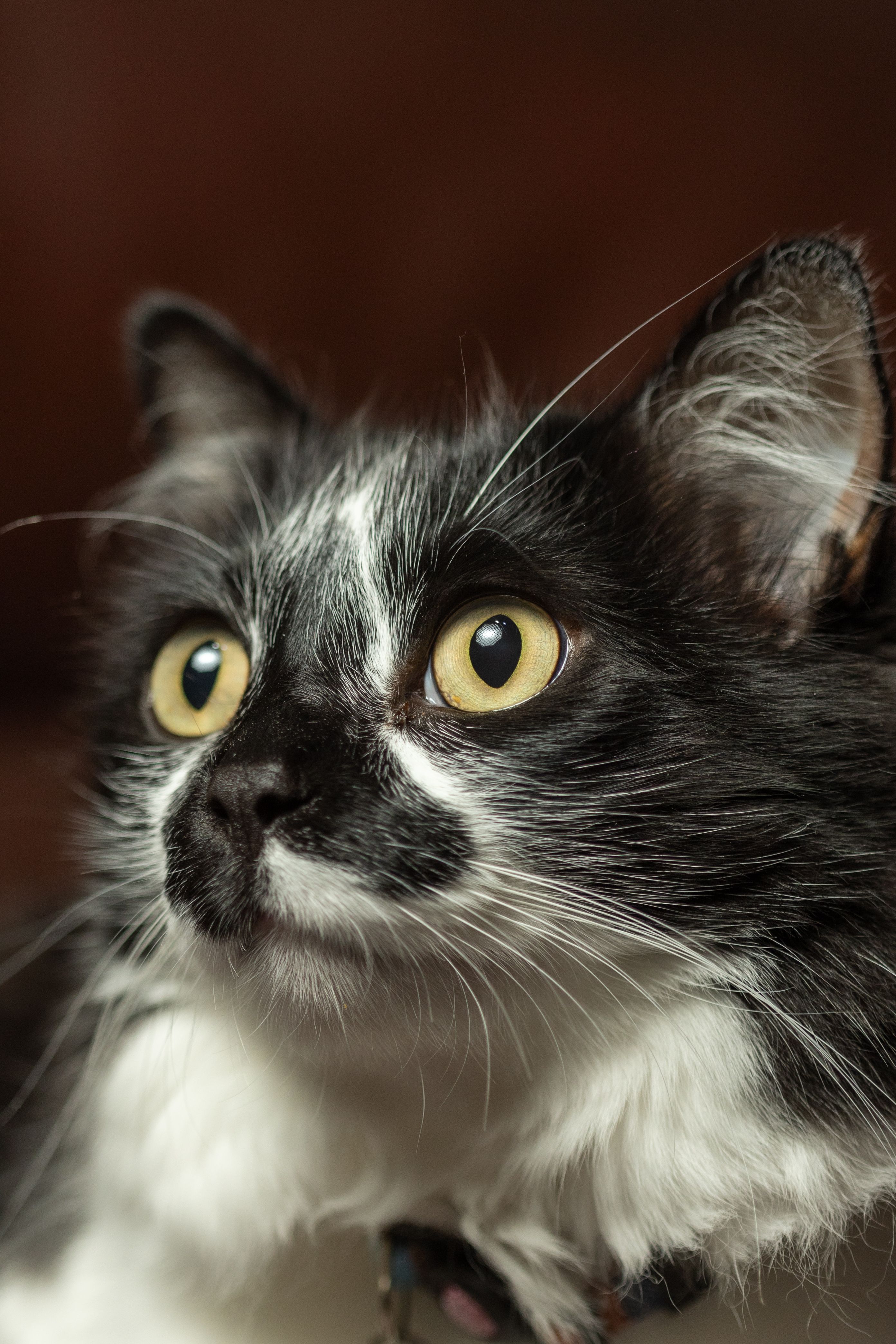 Close-up Portrait of a Black and White Cat · Free Stock Photo